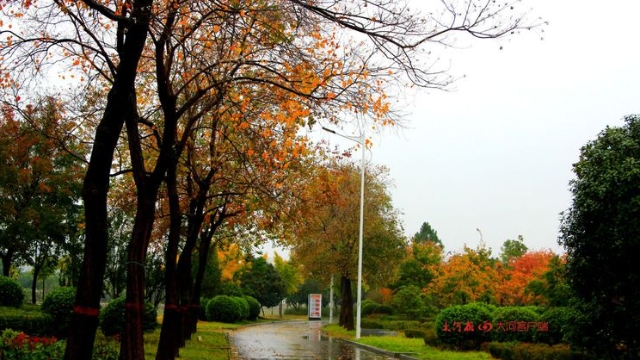 詩情畫意！秋冬之交一場雨 別樣周口落葉美