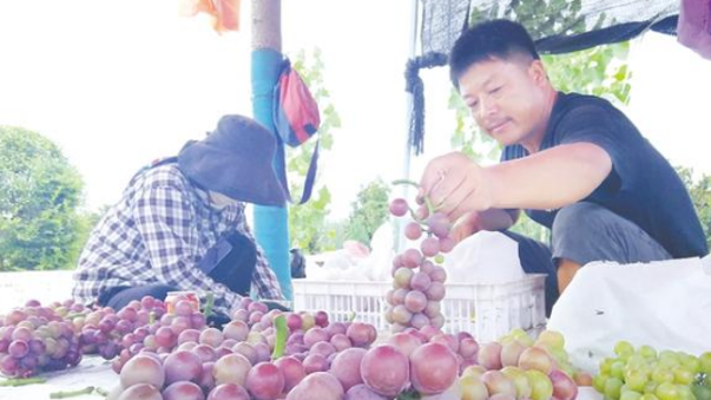 葡萄園里樂(lè)豐收