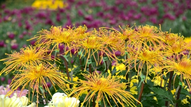 又到菊花盛開(kāi)時(shí)