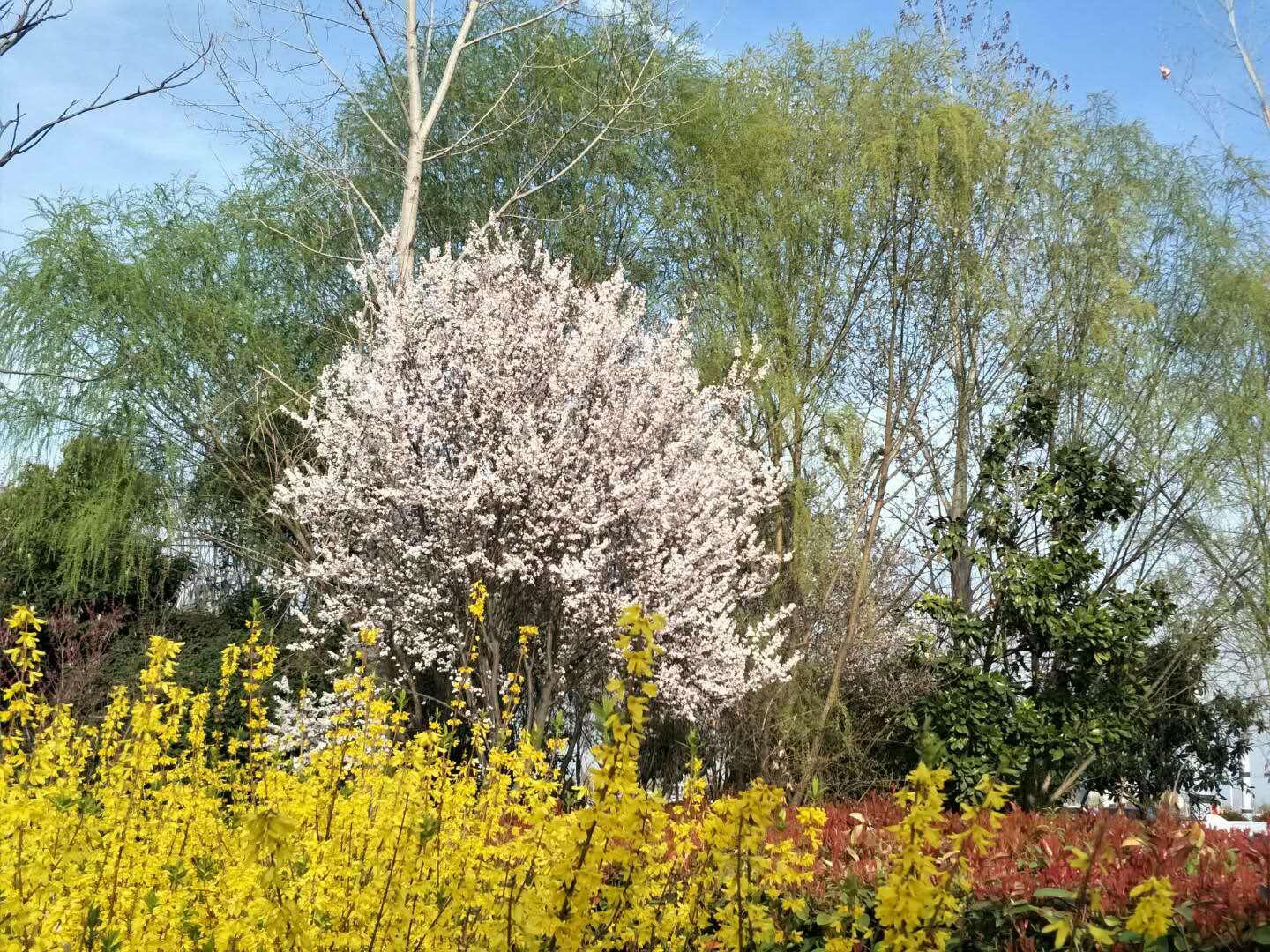 春天里，我們一起來(lái)看花