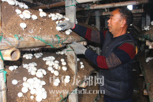 周口項(xiàng)城：食用菌種植基地內(nèi)，工人正在查看雙孢菇長勢